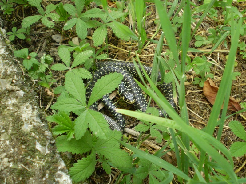 hierophis viridiflavus ... anch''io!